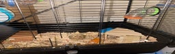 Hamster rodents for sale: Beige and white hamster including cage - Advert 6