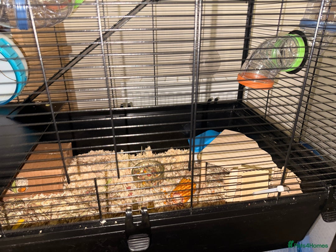 Hamster rodents for sale: Beige and white hamster including cage - Advert 6