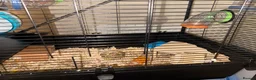 Hamster rodents for sale: HAMSTER CAGE FOR SALE - Advert 6