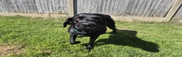 Labrador Retriever dogs for stud: Stud black lab  in Ilkeston - Advert 11