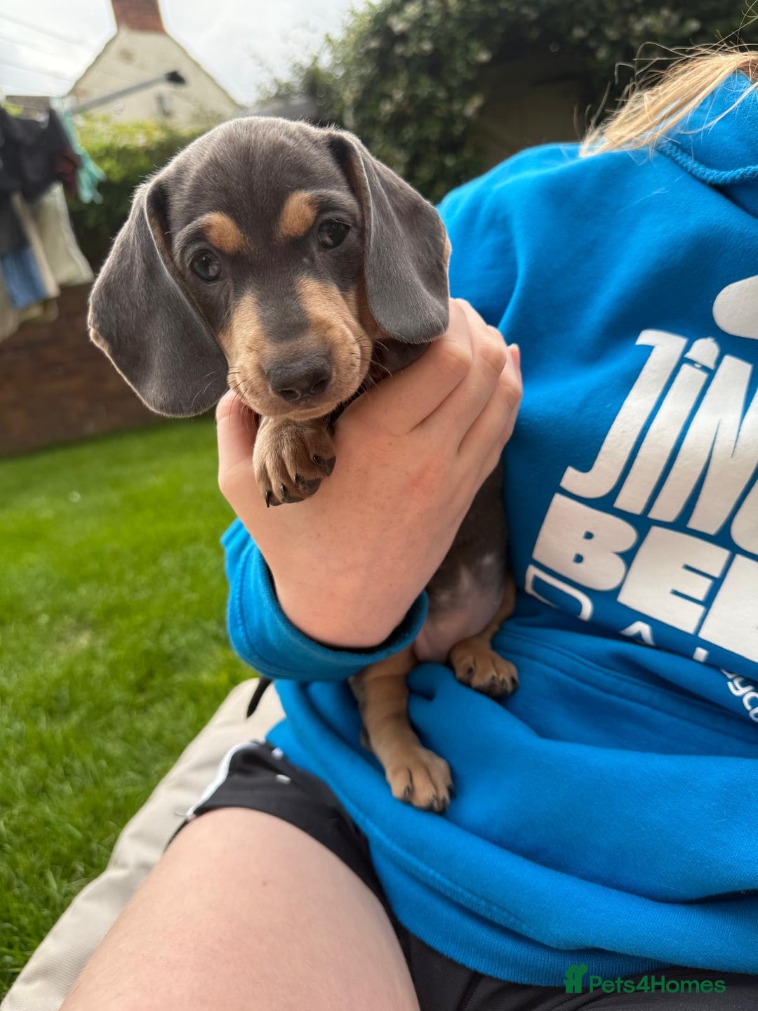 Miniature Dachshund dogs for sale: Miniature dachshund puppies ready 10/08/25 - Image 14
