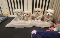 Maltipoo dogs for sale: Maltipoo F1, KC Parents Extensively DNA Clear   - Image 4