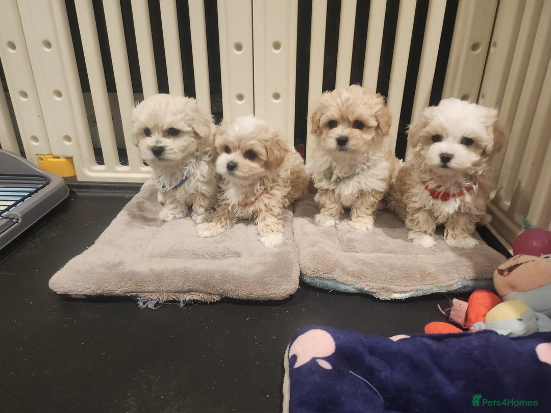 Maltipoo dogs for sale: Maltipoo F1, KC Parents Extensively DNA Clear   - Image 4