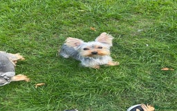 Yorkshire Terrier dogs for sale: I'm looking for a new family - Image 3