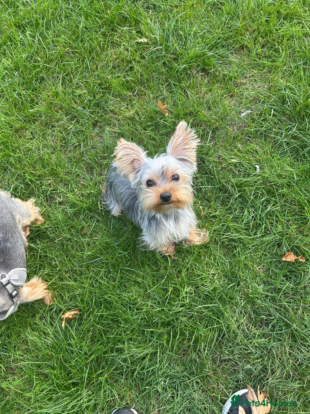 Yorkshire Terrier dogs for sale: I'm looking for a new family - Image 3