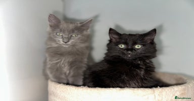 Ragdoll cats - Advert 16