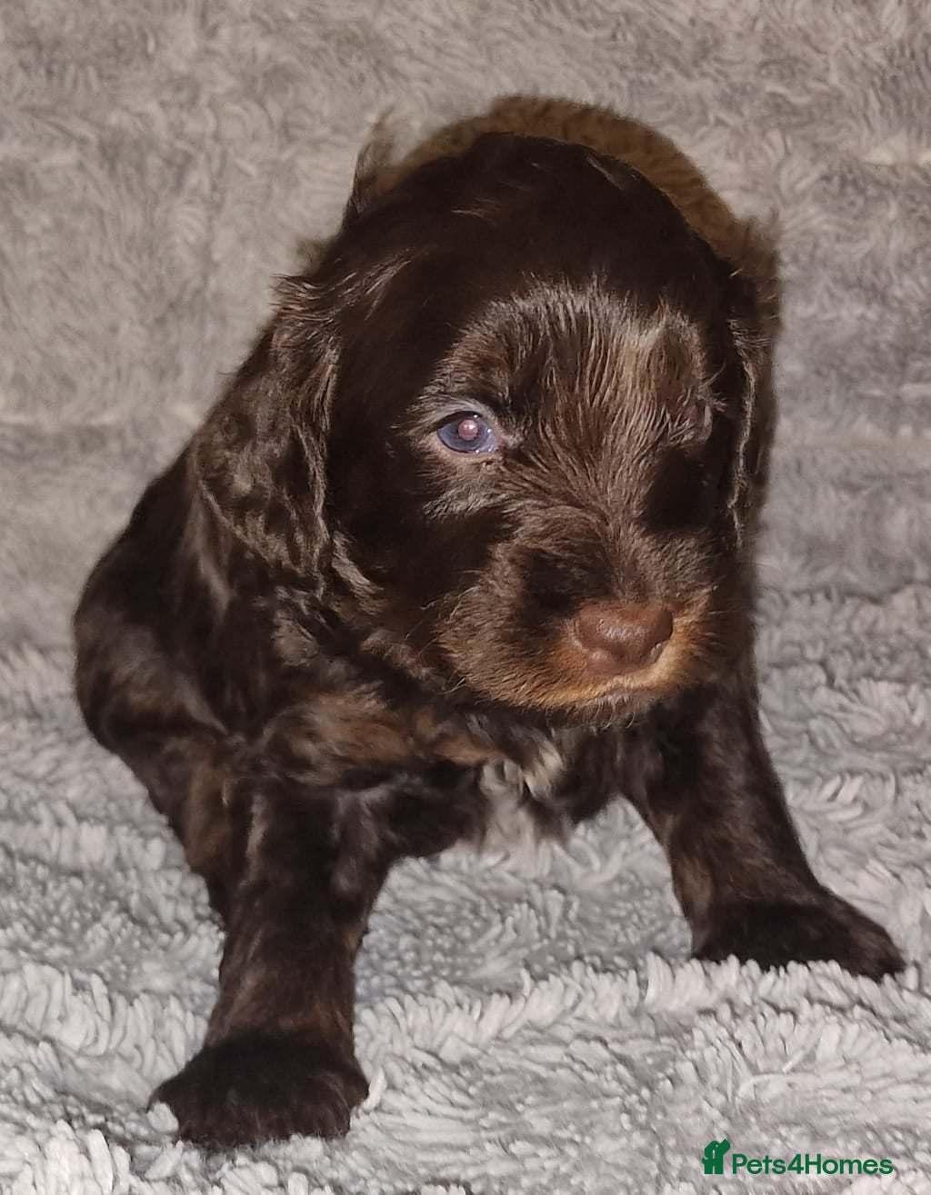 Cockapoo dogs Cockapoos F1 DNA Health tested patents - Advert 10