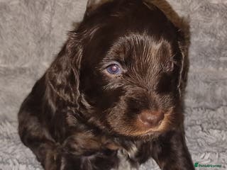 Cockapoo dogs Cockapoos F1 DNA Health tested patents - Advert 10