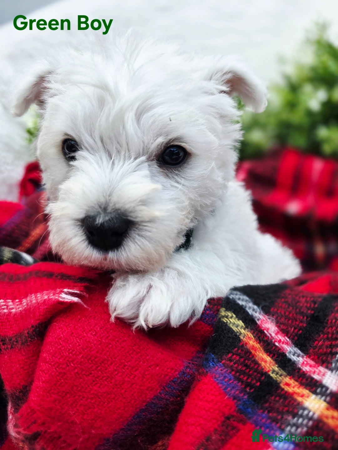 West Highland Terrier dogs for sale: Beautiful Westhighland Terrier Puppies  - Image 5