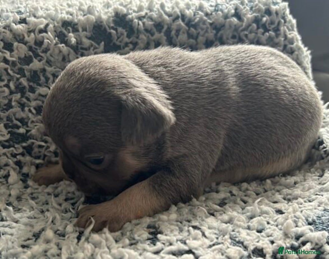 French Bulldog dogs for sale:  French Bulldog Puppy Brings Joy  - Advert 5