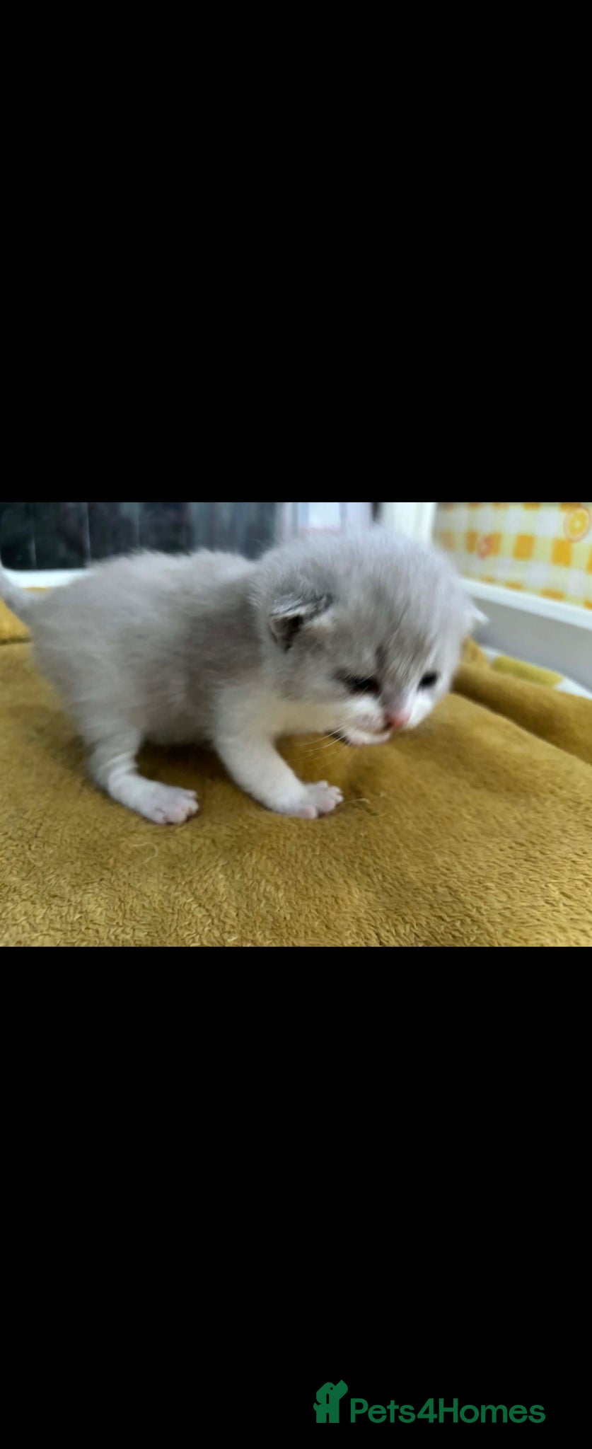 British Shorthair cats  British shorthair olny 1 girl and 3 boys left - Advert 3