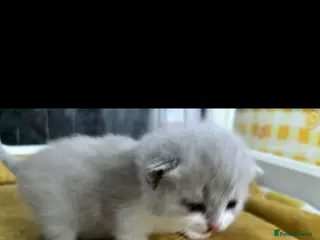 British Shorthair cats British shorthair olny 1 girl and 3 boys left - Advert 4