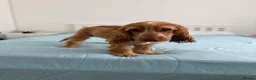 Cocker Spaniel dogs for sale: 8-Month-Old Golden Cocker Spaniel – Frank 💛 - Advert 4