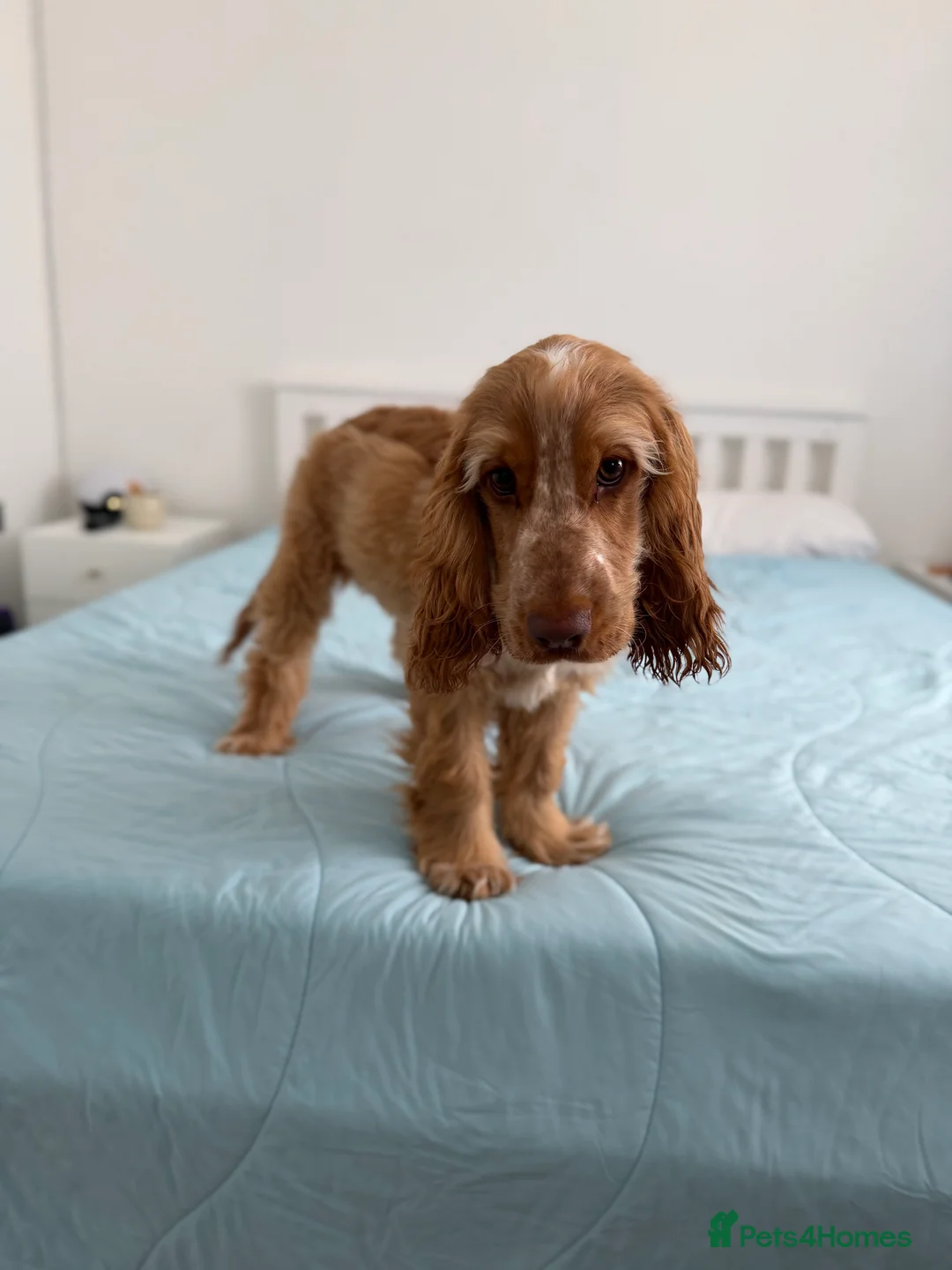 Cocker Spaniel dogs for sale: 8-Month-Old Golden Cocker Spaniel – Frank 💛 - Advert 4