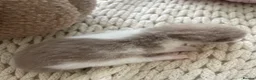 British Shorthair cats for sale: 😻CINNAMON😻Champion bloodlines British Shorthair  - Advert 6