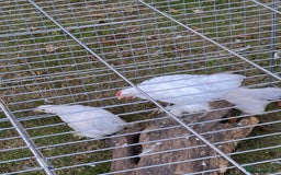 Chickens poultry for sale: Porcelain Pekin Bantams  - Image 6