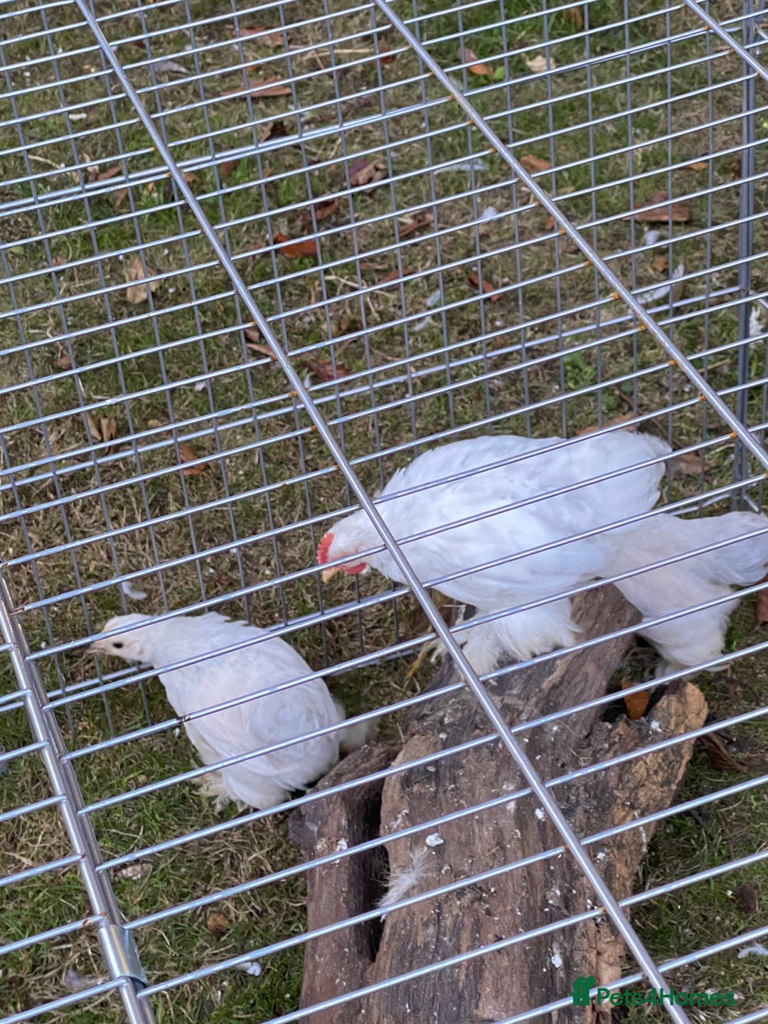Chickens poultry for sale: Porcelain Pekin Bantams  - Image 6