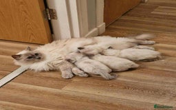 Ragdoll cats for sale: Ragdoll Kittens - Image 17