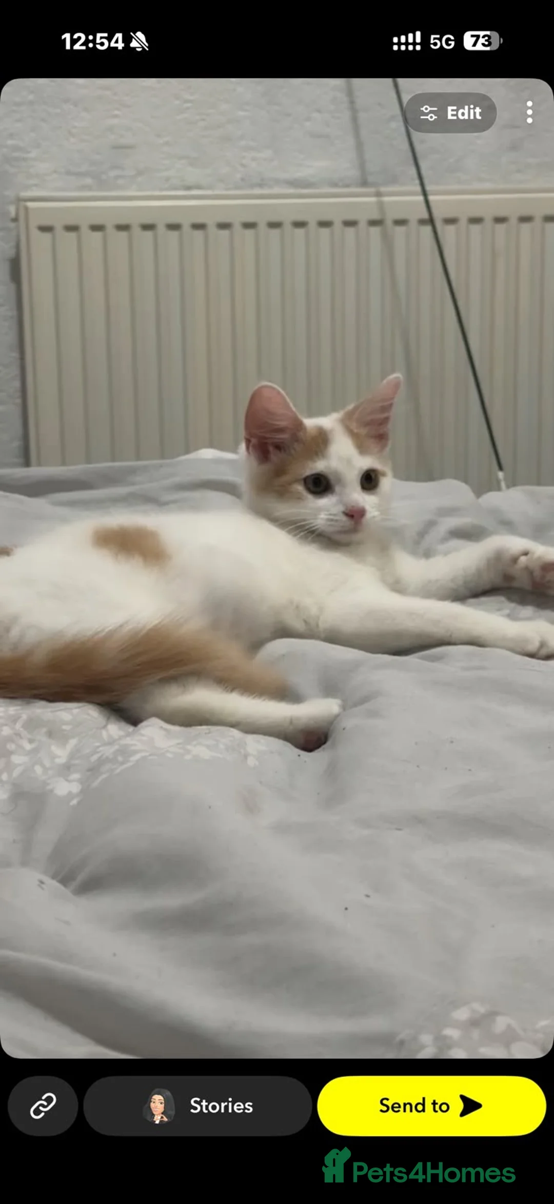 Maine Coon cats for sale: 🐾 Beautiful Maine Coon × Ragdoll Kitten - Advert 8