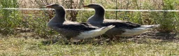 Geese poultry for sale: Sold … - Advert 1