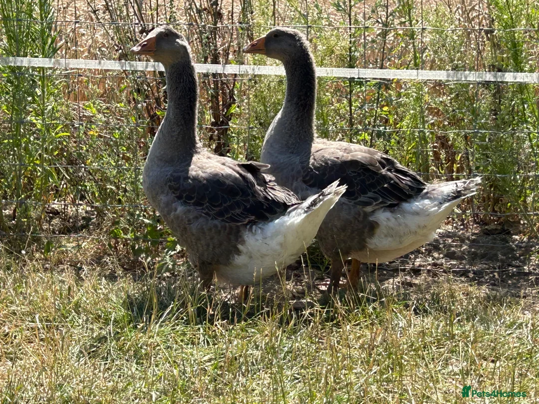 Geese poultry for sale: Sold … - Advert 1