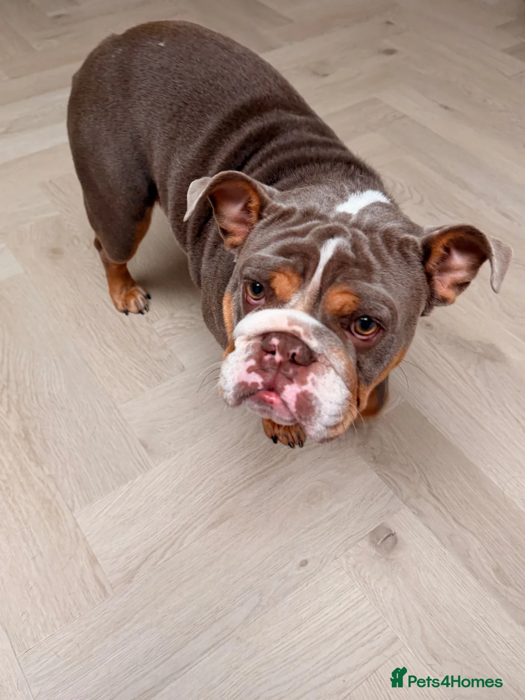 English Bulldog dogs for sale: English Bulldog Seeking a Loving New Home - Advert 2