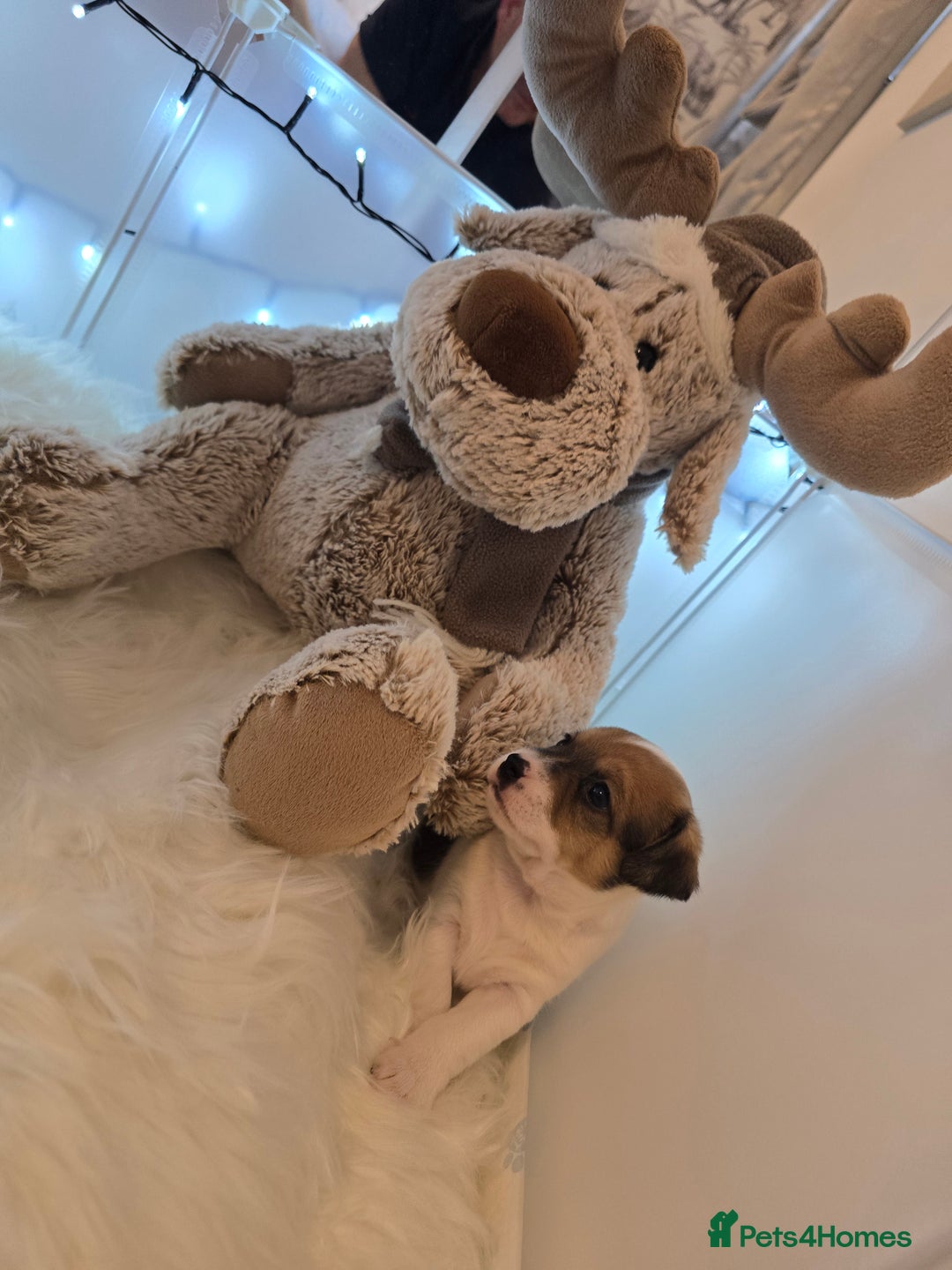 Mixed Breed dogs for sale: Five beautiful Jack Russel puppies for sale - Advert 4