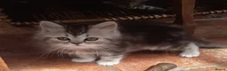 Persian cats for sale: Chocolate Box Kittens - Advert 6