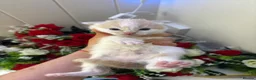 Mixed Breed cats for sale: 6 Adorable Male Kittens – 2 Ginger & 4 Beige - Advert 18