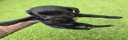 Cocker Spaniel dogs for sale: Stunning littler of working cocker spaniel puppies in Nottingham - Advert 7