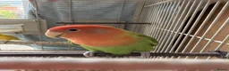 Lovebirds birds for sale: Pair of love birds £50 - Advert 3