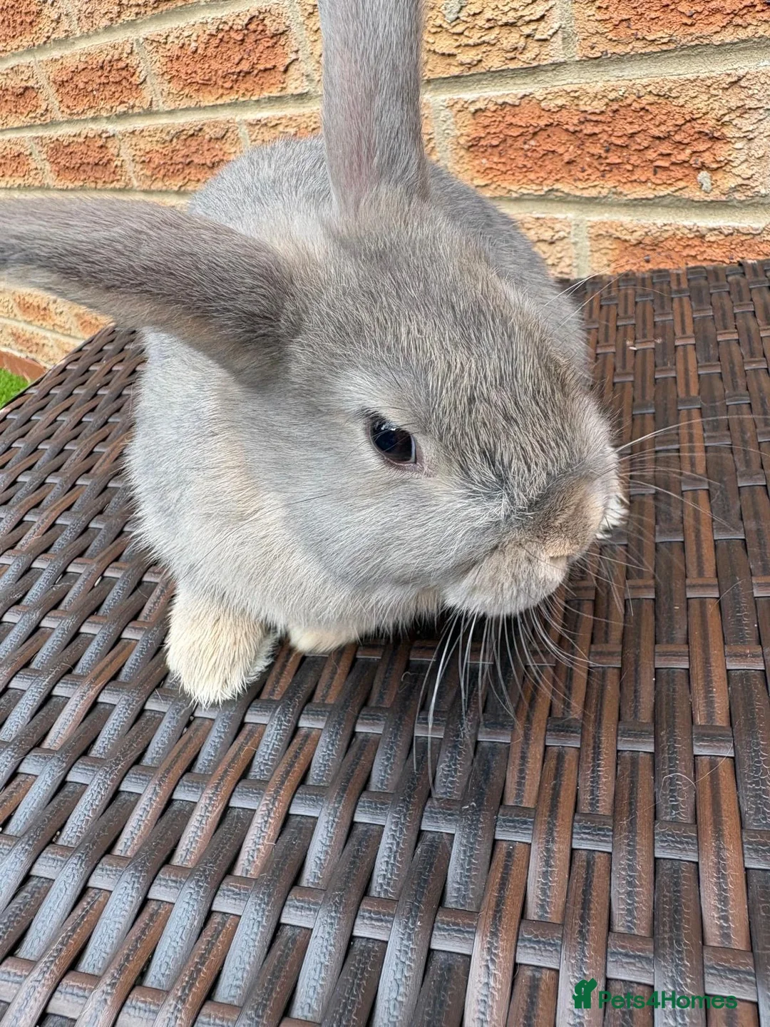 Mini Lop rabbits for sale: Mini lop rabbits - Advert 1