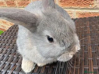 Mini Lop rabbits Mini lop rabbits - Advert 12