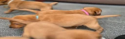 Labrador Retriever dogs for sale: Stunning dark red puppies  - Advert 15