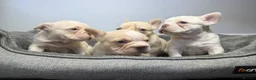 French Bulldog dogs for sale: Exotic French bulldog puppies/Health Tested Parent in Stoke-on-Trent - Advert 19