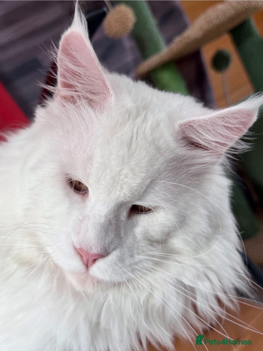 Maine Coon cats for sale: ANDERPRIDE HAVE KITTENS DUE - WAITING LIST OPEN  - Image 7