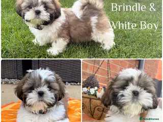 Shih Tzu dogs ** Beautiful boy and girl shihtzu ready ** - Advert 2