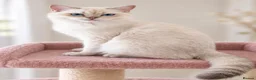 British Shorthair cats for sale: TICA Beautiful British Shorthair Kittens - Advert 9