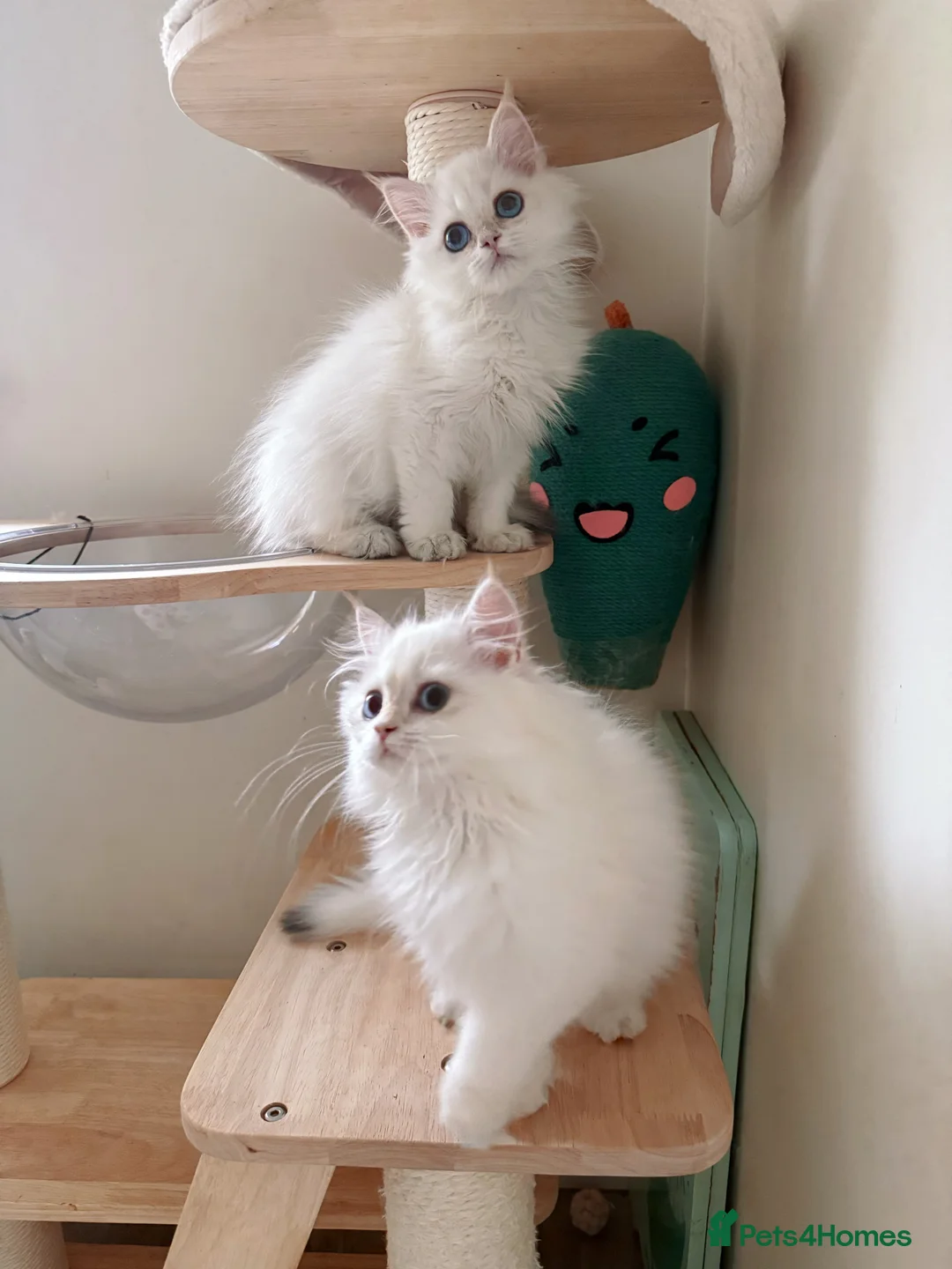 British Longhair cats for sale: Stunning Golden British Longhair Kittens - Advert 4