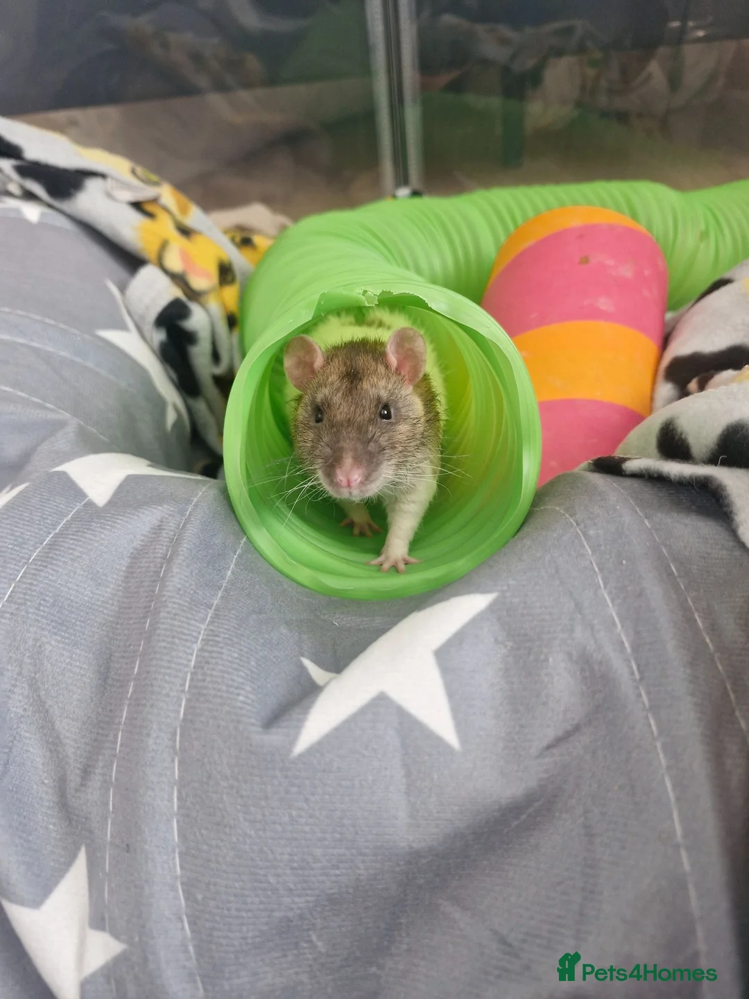Rat rodents for sale: 2 brothers Rats need new home - Advert 5