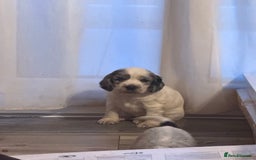 Cocker Spaniel dogs for sale: F1 , 3 pups left  - Image 5
