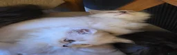 Persian cats for sale: Beautiful dollface persian chinchilla kittens  - Advert 21