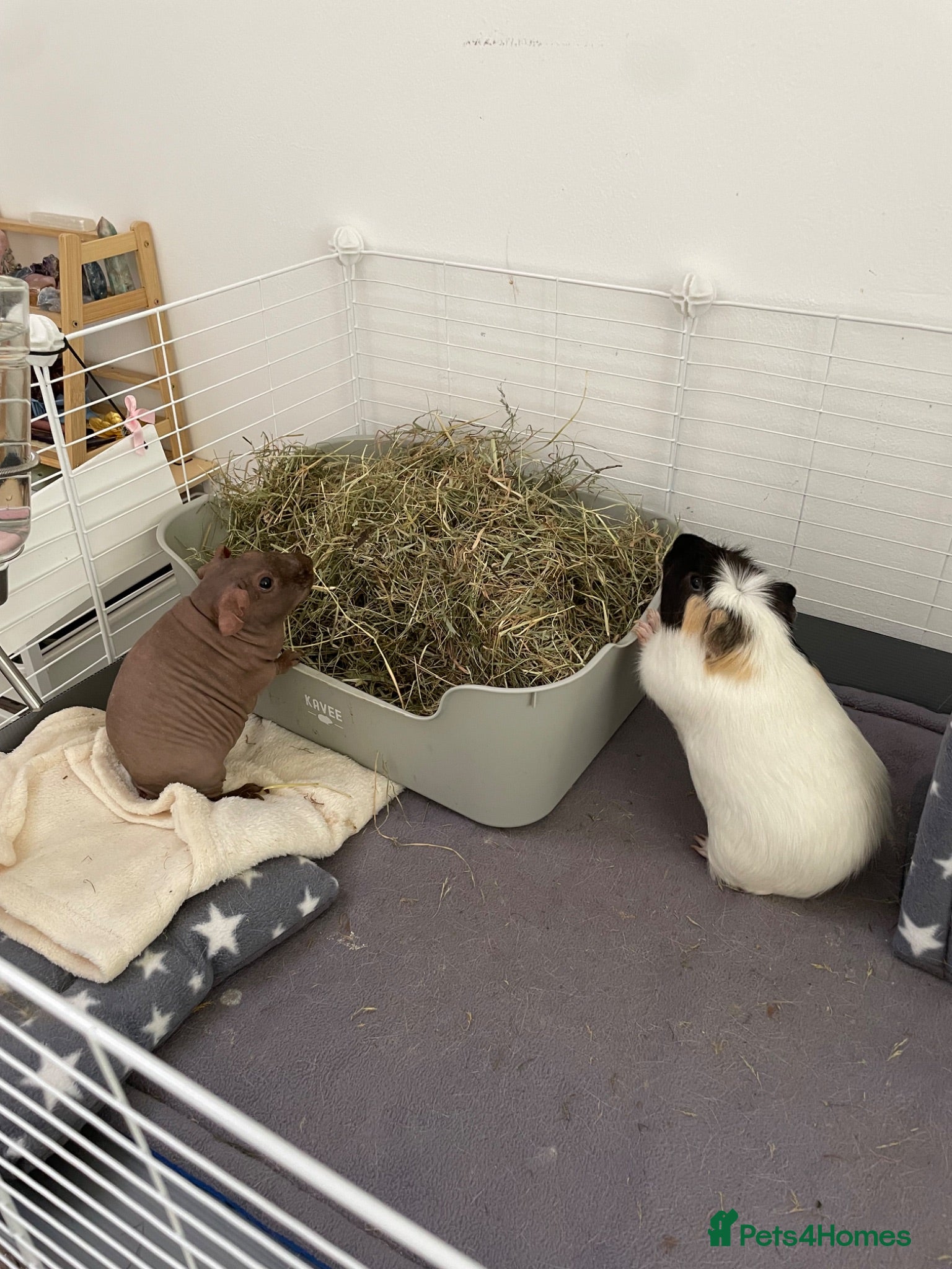 Guinea Pig rodents Bonded boars (one skinny pig & one guinea pig) - Advert 14