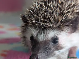 Pygmy Hedgehog rodents Beautiful Hoglets Ready Now and to Reserve - Advert 2