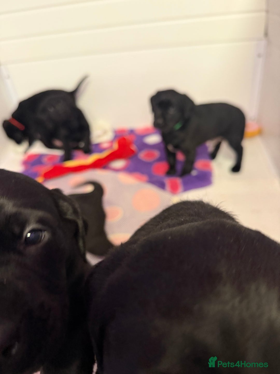Labrador Retriever dogs for sale: Labradors 6 chunky black boys and 1 little girl - Advert 21