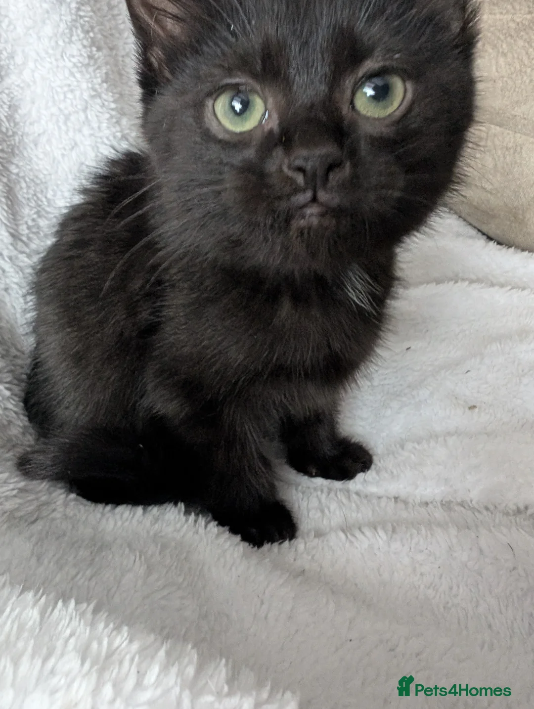 Ragdoll cats for sale: Ragdoll kittens  - Advert 16