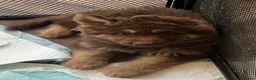 German Shepherd dogs for sale: 6 beautiful male German shepherd puppies for sale  - Advert 13