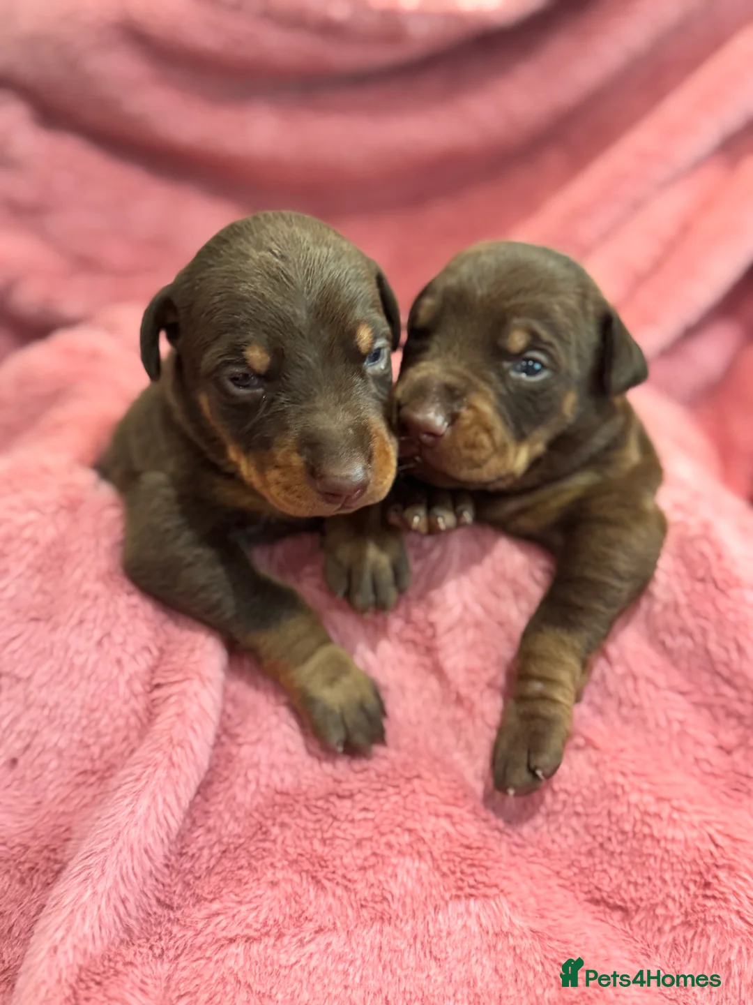 Dobermann dogs for sale: Brown and tanned Doberman puppies KC registered   - Advert 21