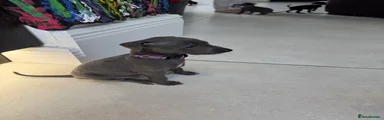 Italian Greyhound Grey Boy (Purple Collar)