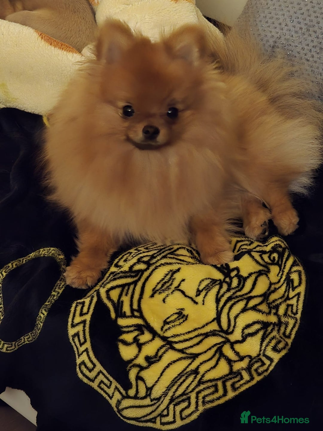 Pomeranian dogs for sale: Beautiful Pomeranian female - Advert 2